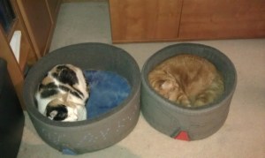 Goldilocks Catbeds