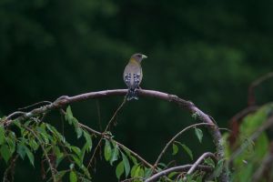 Evening Grosbeaks are primarily monogamous, so Fellas if you like it you better put a chirp on it.