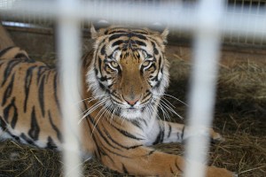 Tiger Tongues feel just like really big cat tongues when they lick your hands btw.