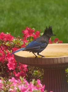 These Jays from the PNW are vibrant Blue and Black!