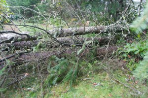 Wood you like to see my future yarn stash?