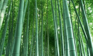 Bamboo, staple of panda edibles and amazing wire work ninja fighting in the movies... and yarn.