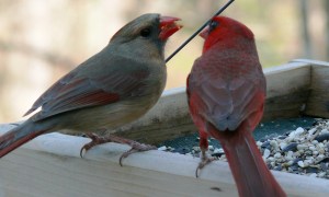 Female Cardinals are one of the few singing Lady Songbirds.